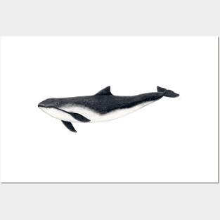 Harbour porpoise Posters and Art